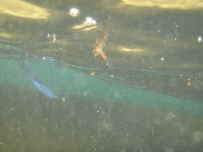 Underwater insects that trout feed on