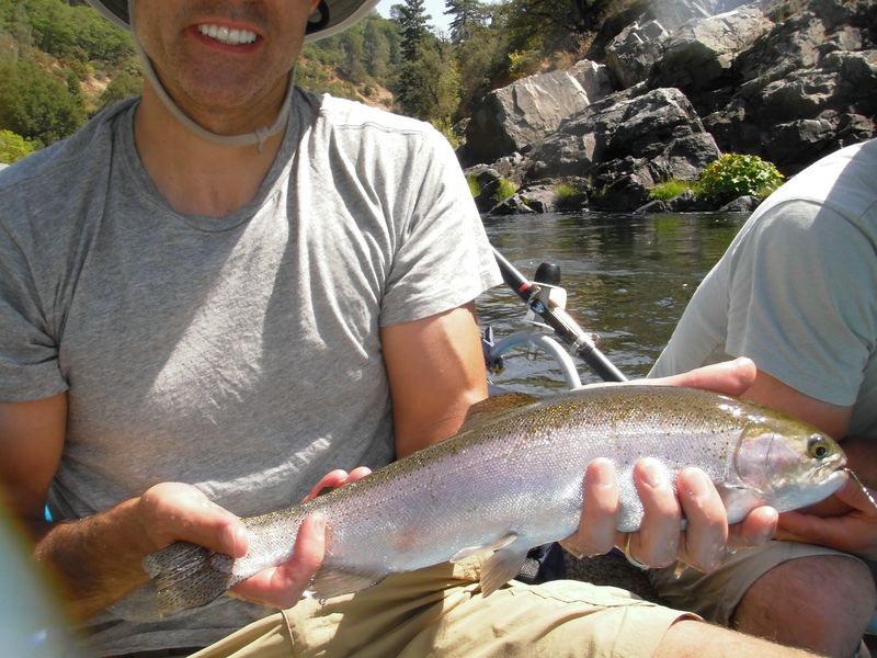 Healthy Kamloops Trout up From Shasta Lake