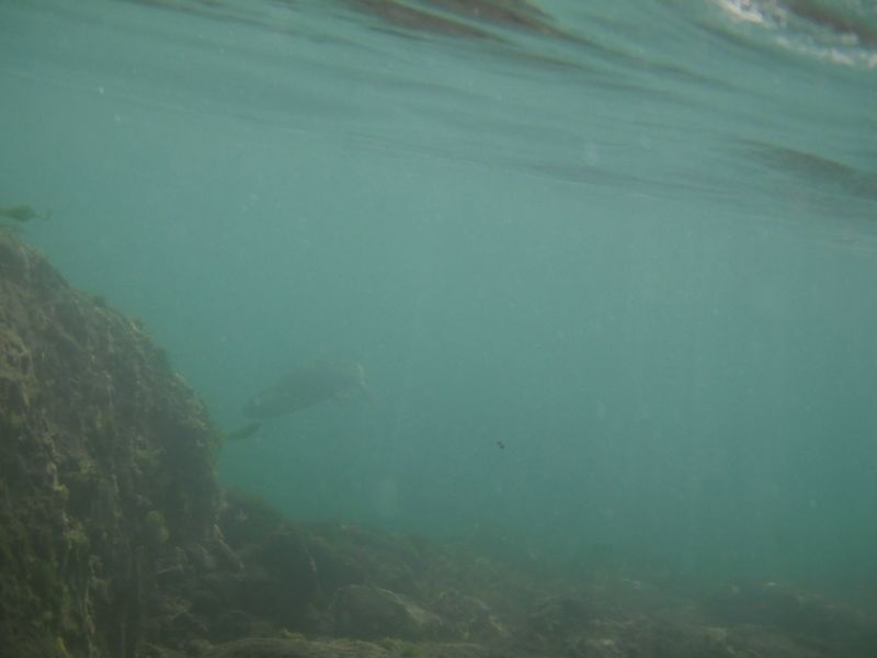 Under water Mccloud 2009: 