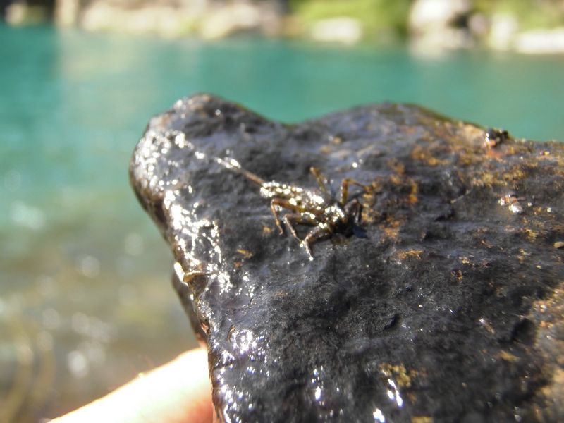 Stonefly nymph on McCloud River rock