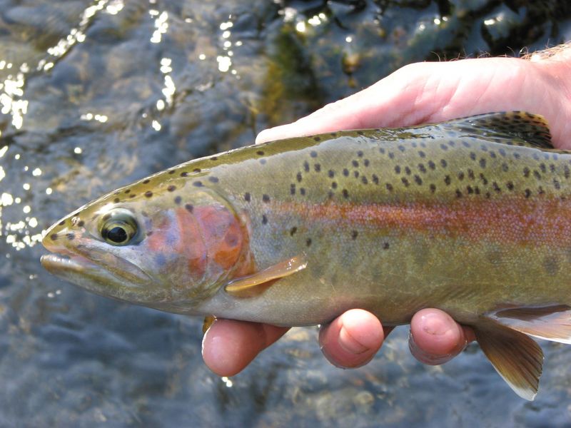 McCloud trout [800x600]