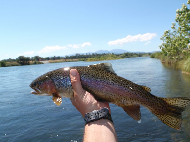 Lower Sac Trout