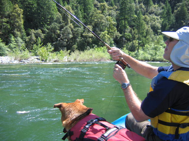 Shasta Trout Dog 2