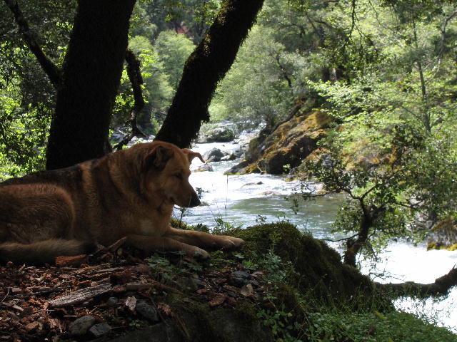 Shasta Trout Dog McCloud River