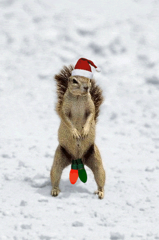 Holiday Squirrel 