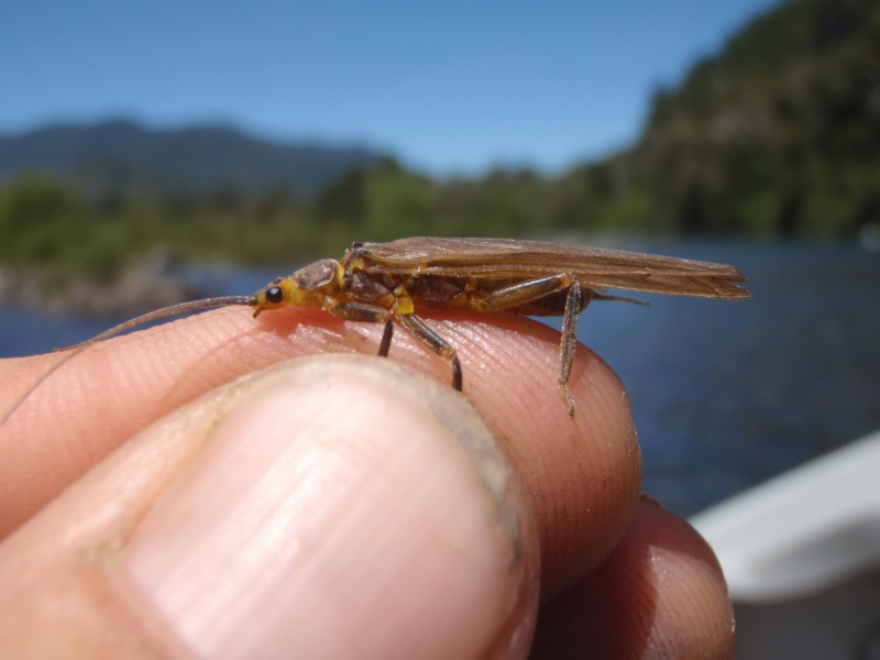 http://www.mtshasta.com/?p=10479