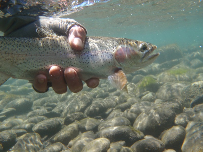 http://www.mtshasta.com http://www.mtshasta.com