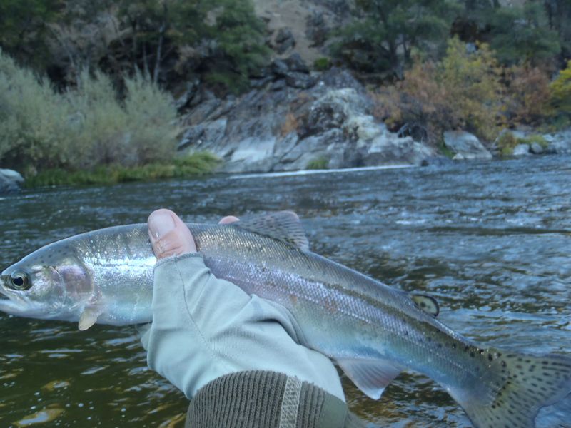 http://www.mtshasta.com