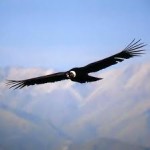 condor flight