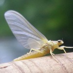 mayfly sulphur
