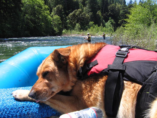 Shasta Trout Cat Nap