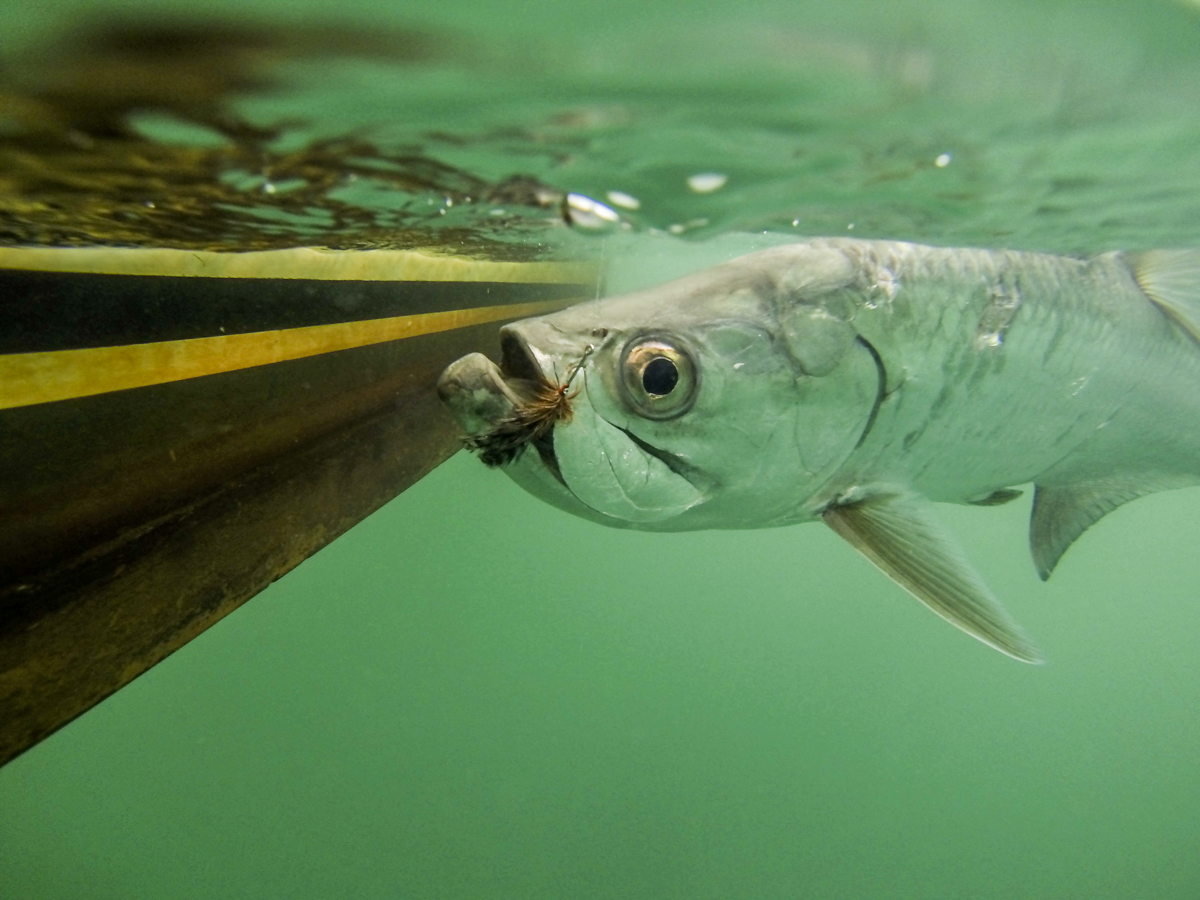 Juvenile Tarpon -Fox Squirrel/ Olive BTP 25