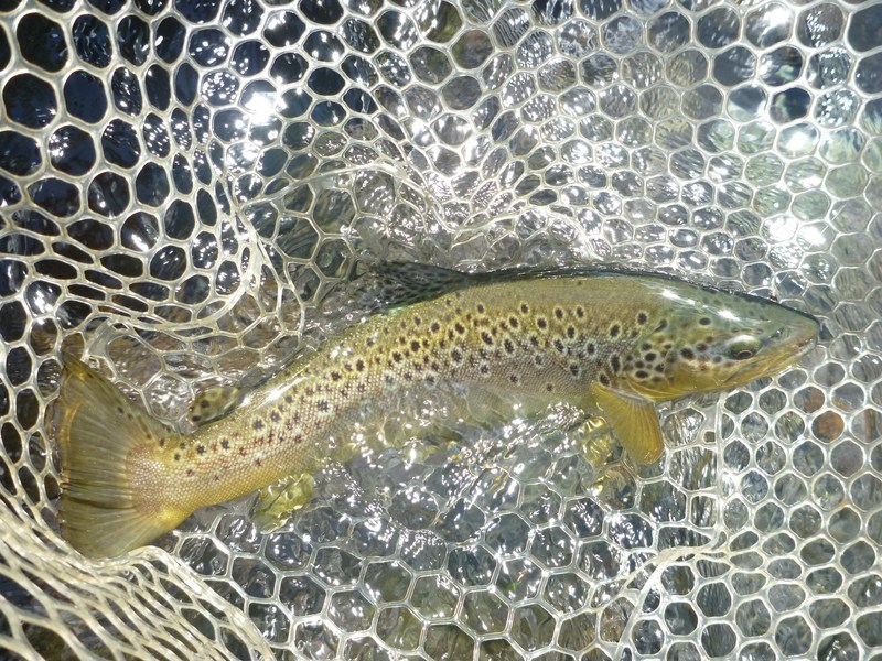 fly fishing chile jack trout