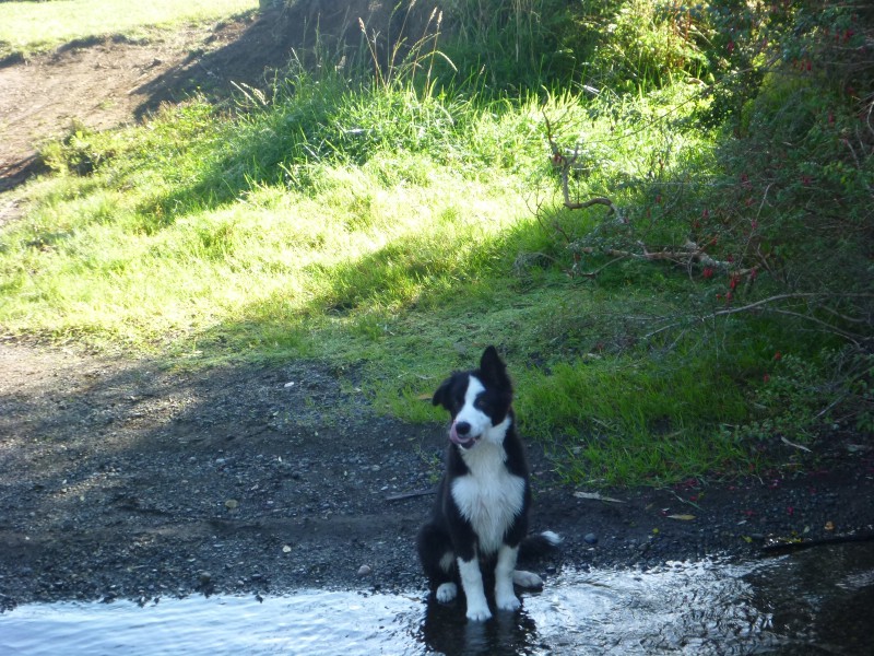 cute dog in Chile