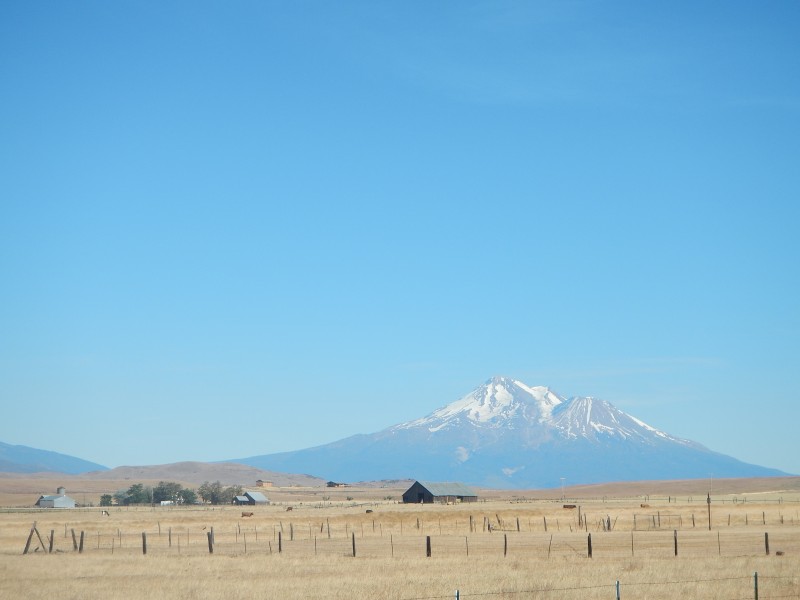 Shasta Valley Jack Trout