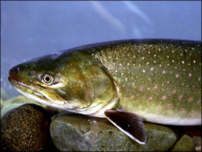 bull trout mccloud river jack trout