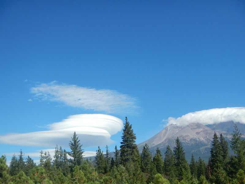 mt shasta lenticula jack trout