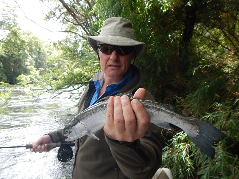 Atlantic Salmon in Chile