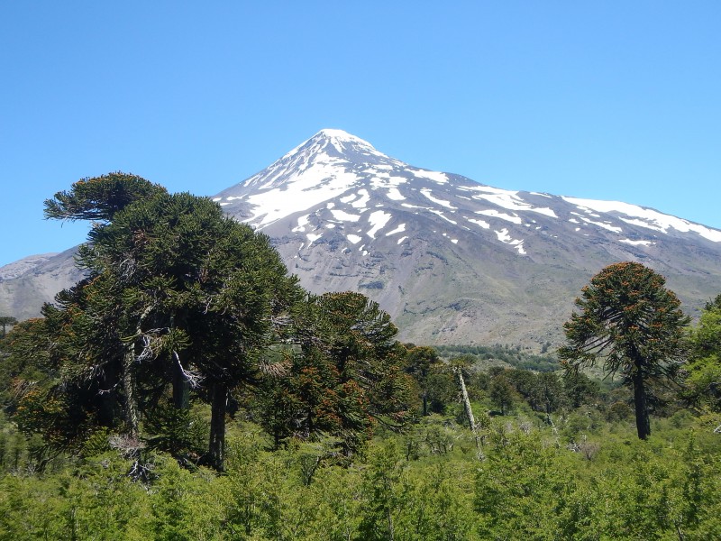 Argentina fly fishing jack trout