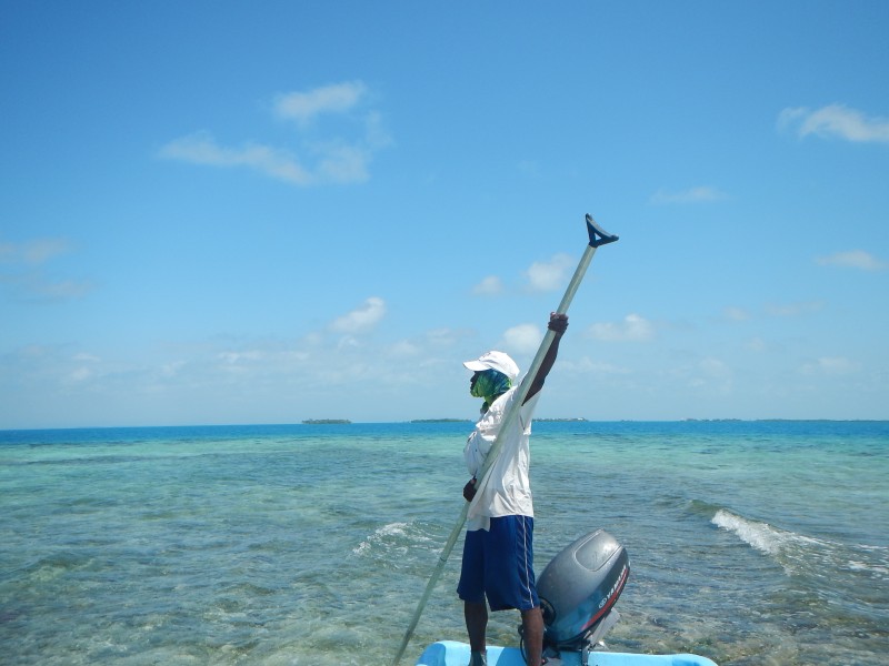 Permit Jack Trout Belize