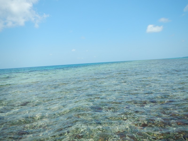 Permit tail Hopkins Belize Jack Trout