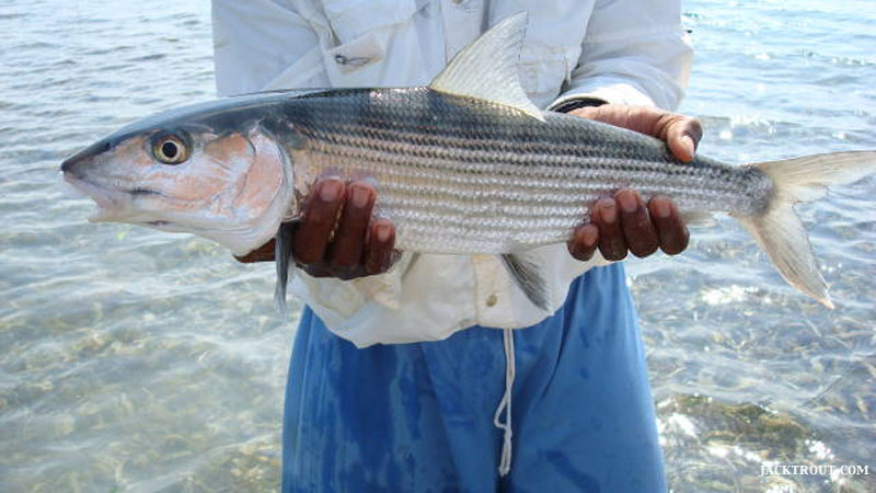 Jack Trout Belize