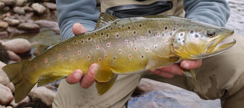 Jack Trout Fly Fishing Southern Patagonia