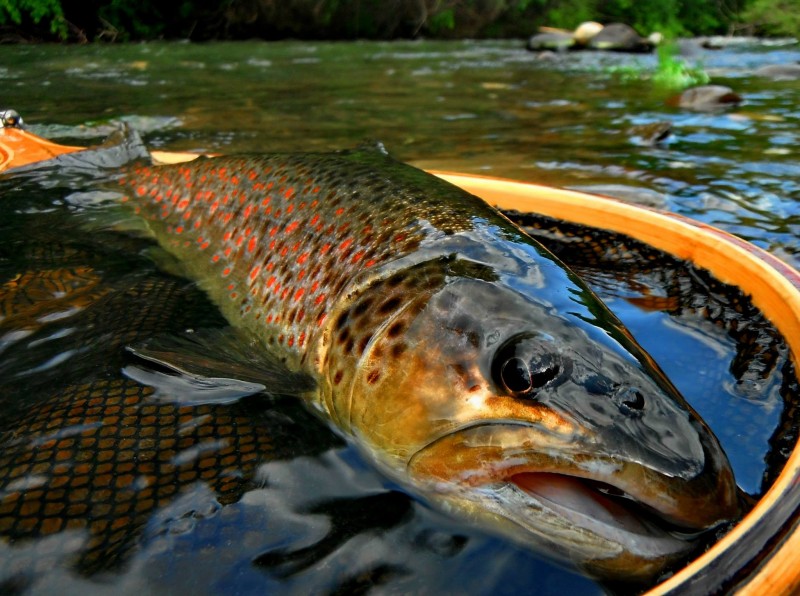 Romania Transylvania Fly Fishing Jack Trout