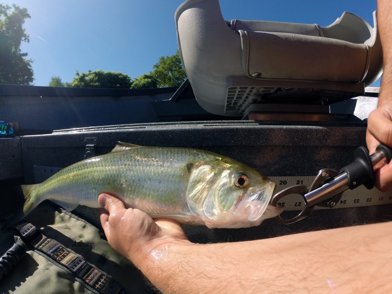 Shad fly fishing Lower Sac Feather River