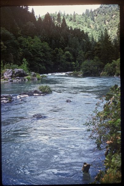 Kokanee Salmon Shasta Lake