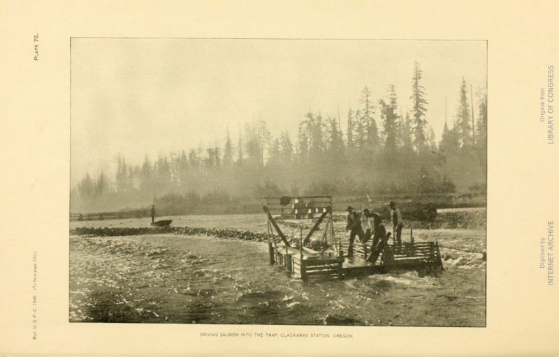 Clackamas Hatchery