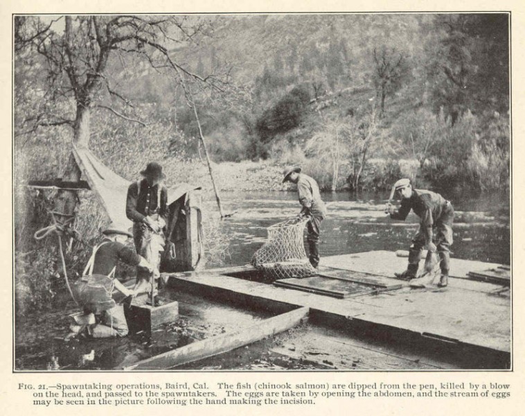 Baird Hatchery 