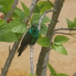Bird Cuba