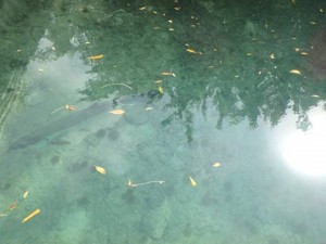 Cuba tarpon in Cayo Largo marina