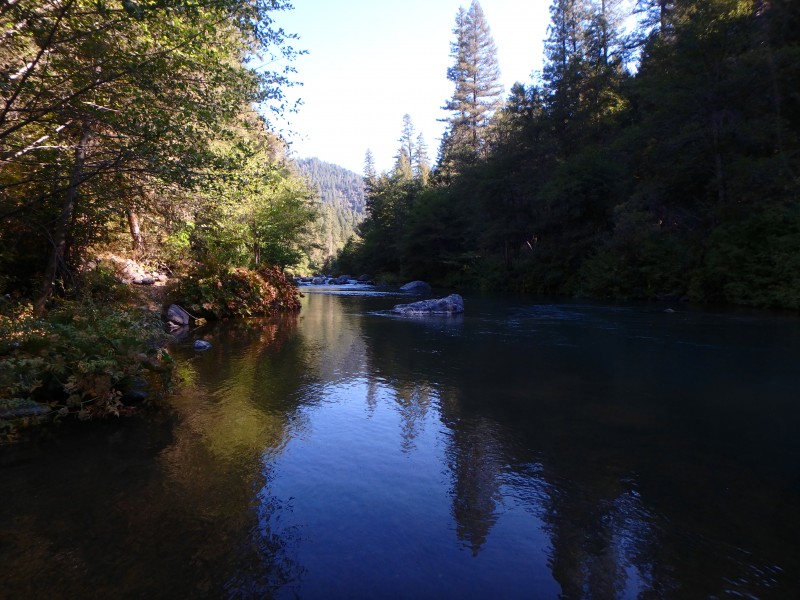 McCloud River Rainbows