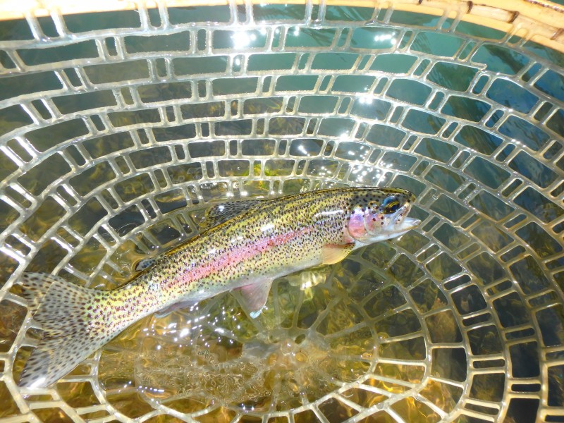 Nature Conservancy Trout