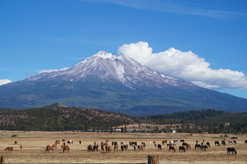 Mount Shasta Shasta Valley 2016 Carola Trout