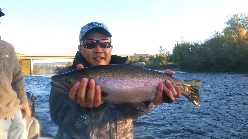 Feather River Steelhead Jack Trout Fly Fishing