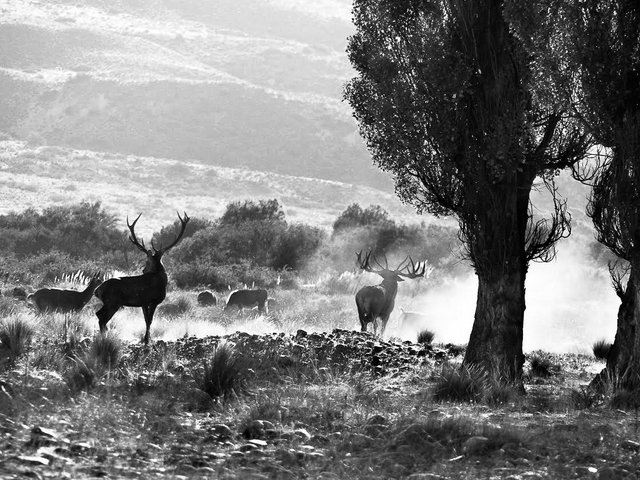 Stag fight, big boy Photo: Esteban Urban