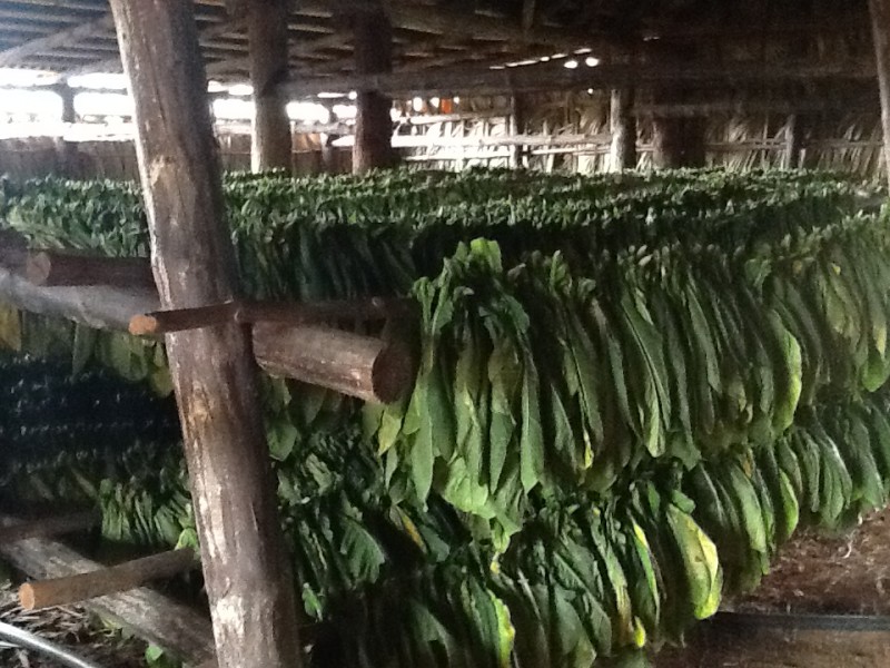 Cuba Tours To Tobacco Farms