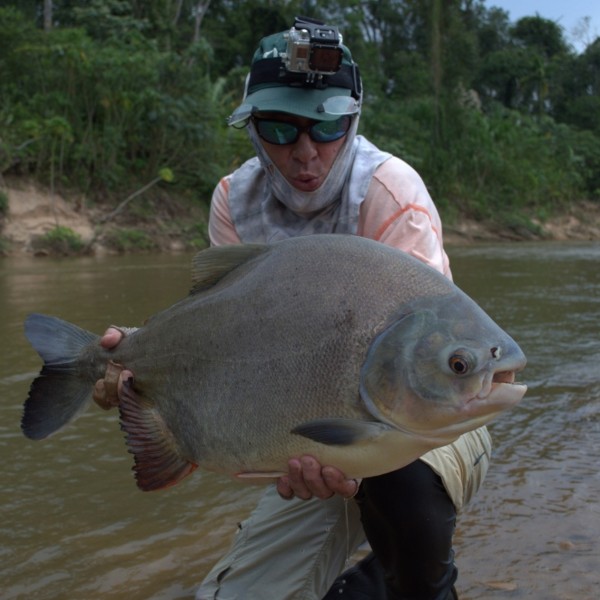 Fly Fishing Pacu In Amazon