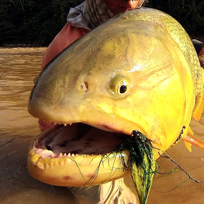 Fly Fishing Beasts South America