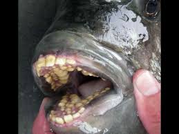 Pacu