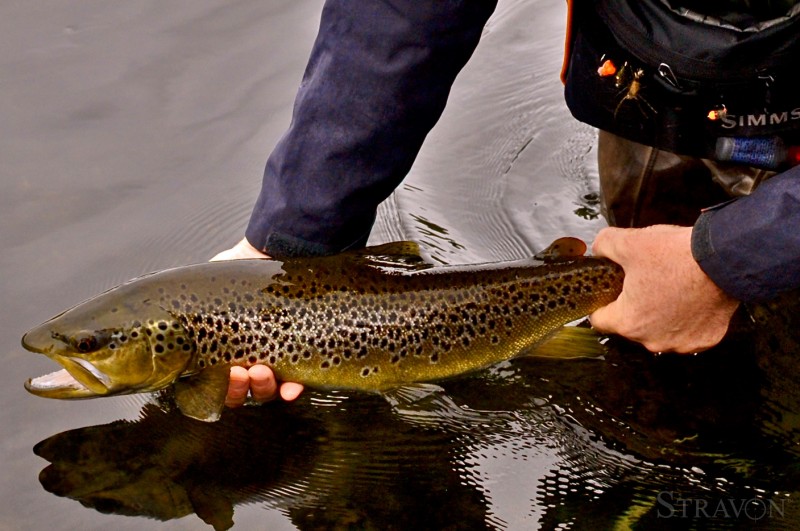 Fishing guide south island New Zealand