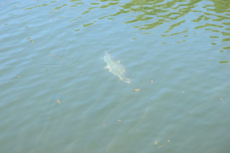 Fly fishing Klamath mouth with flies