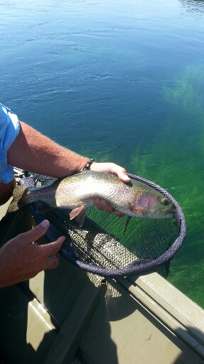 Fall River Huge Trout Dana California