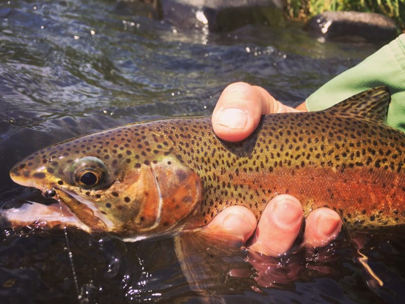 Deschutes River Fly Fishing Guide