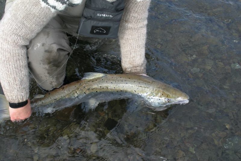 Fly Fishing Iceland