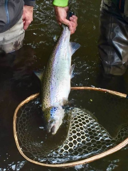 Chile Atlantic salmon Puerto Montt