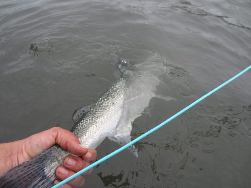 Salmon Cal River fly fishing